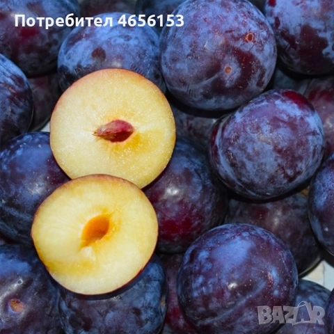 ФИДАНКИ за засаждане: КАЙСИИ , СЛИВИ , ЧЕРЕШИ, БАДЕМИ, ПРАСКОВИ , снимка 5 - Разсади - 54188530