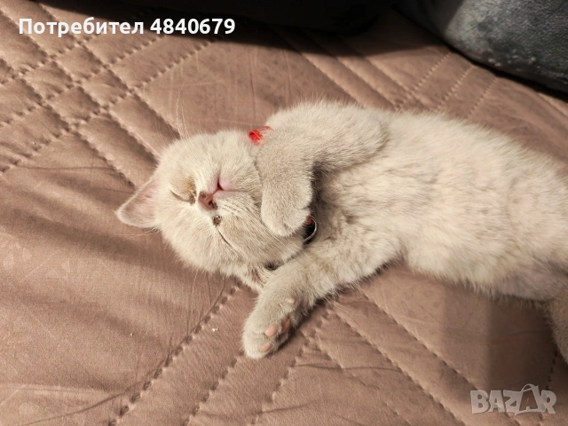 късокосмести Британчета. , снимка 6 - Британска късокосместа - 54934776