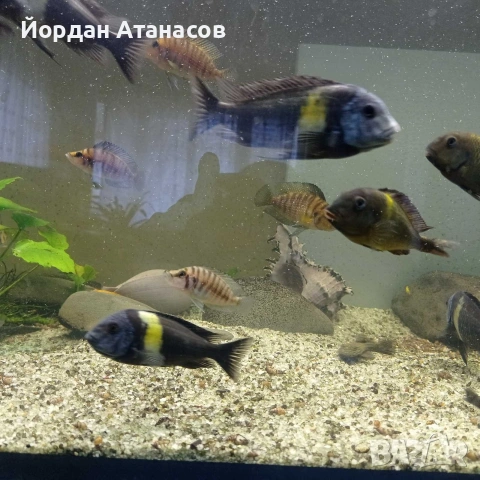 Продавам риби Трофеуси , снимка 3 - Рибки - 54794637