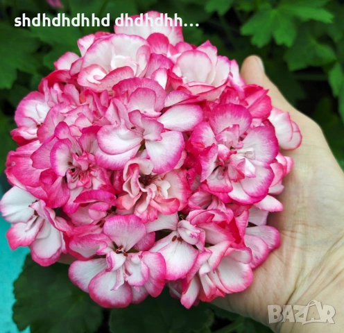 Сортови Мушката за колекционери 5 € за брой ( четири цвята ), снимка 9 - Градински цветя и растения - 54231825