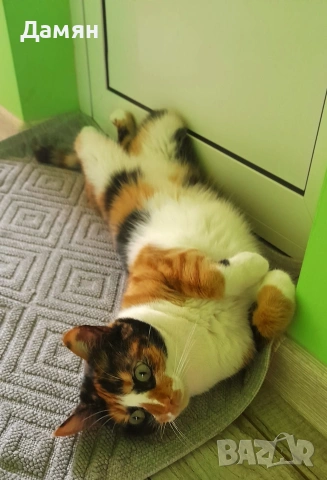 Трицветно коте, снимка 4 - Други - 54908445