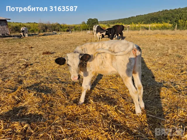 Телета 5-7 месеца, снимка 6 - Крави - 55636686