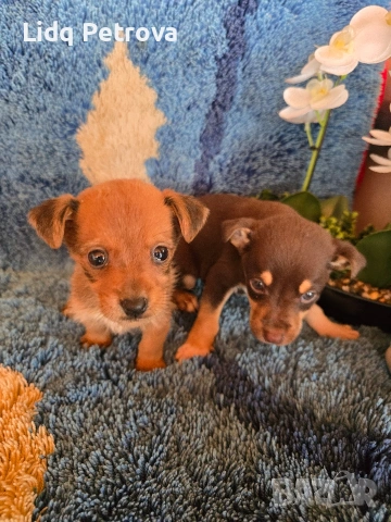 мини чихо пинчери, снимка 2 - Пинчер - 54077237