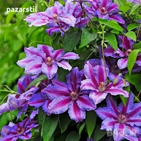 КЛЕМАТИСИ , снимка 2 - Градински цветя и растения - 54105054