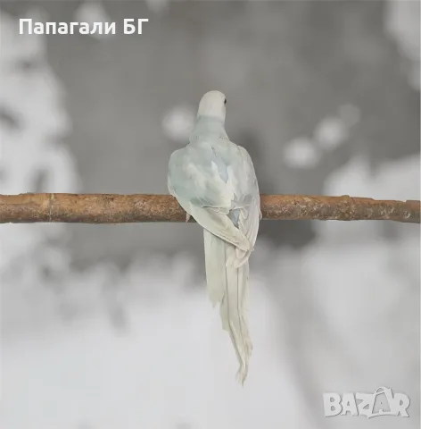Малък Александър - ръчно хранени, снимка 2 - Папагали - 55509470