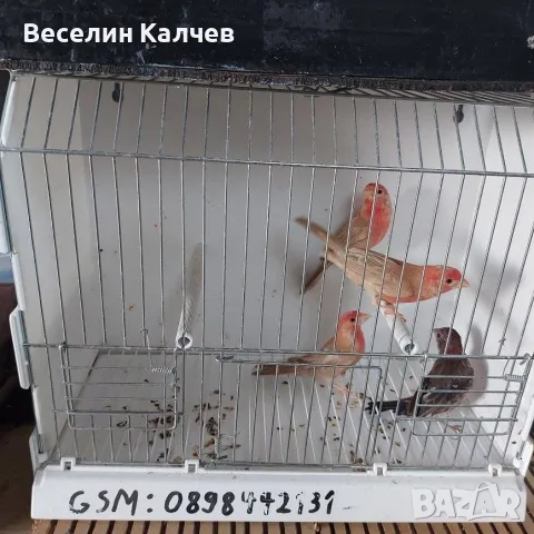 Мексикански чинки, снимка 2 - други­ - 55313745