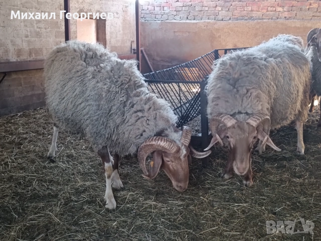 Продавам кочове , снимка 2 - Овце - 54320509