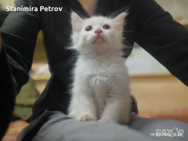 Сиамска дългокосместа котка, снимка 2 - Сиамска - 54596652
