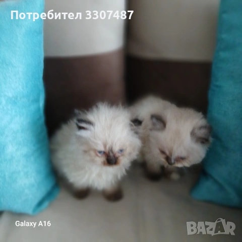 Коте Регдол, снимка 8 - Други - 54607291