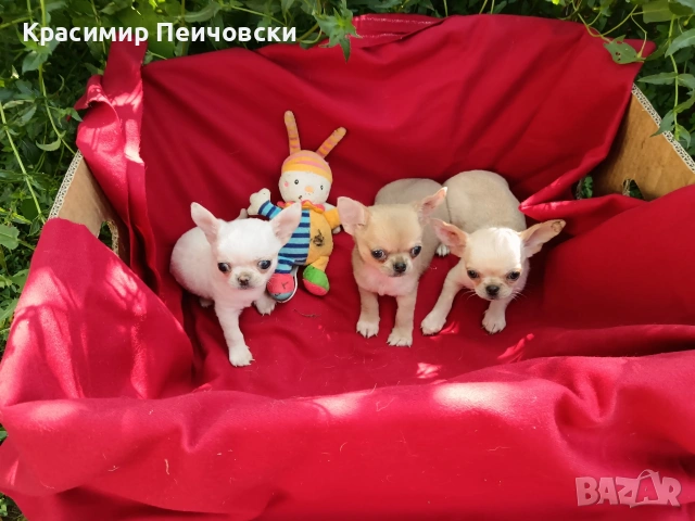 предлагам чихуахуа. , снимка 2 - Чихуахуа - 55112173