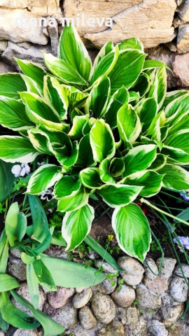 Хоста Франция, Hosta Francee 