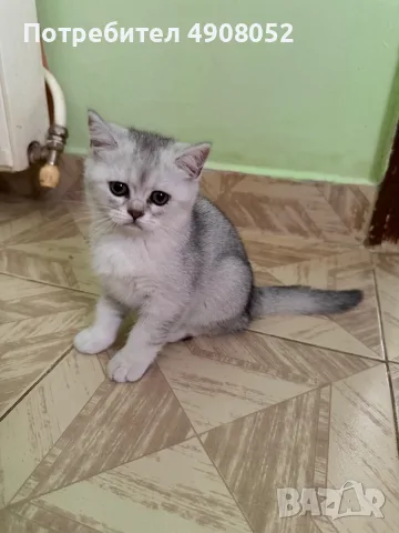 Британска чинчила, снимка 4 - Други - 55537869