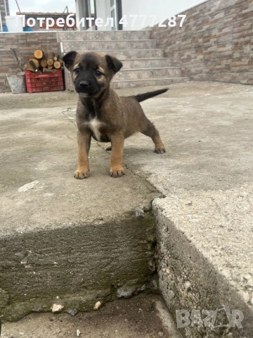 Малинуа микс, само женски , снимка 6 - Белгийска овчарка - 54108154