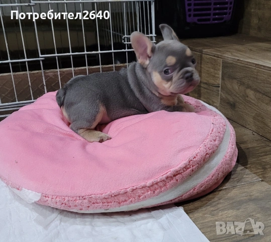 Френски булдог лилак тан (lilac tan), снимка 6 - Френски булдог - 54724266