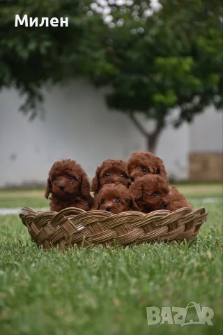 Той пудел Toy poodle, снимка 15 - Пудели - 55006000