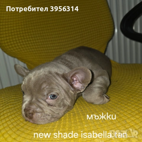 Френски булдог търси дом 🐾 Малки френски булдочета на 40 дни търсят своето  ново  семейство. 