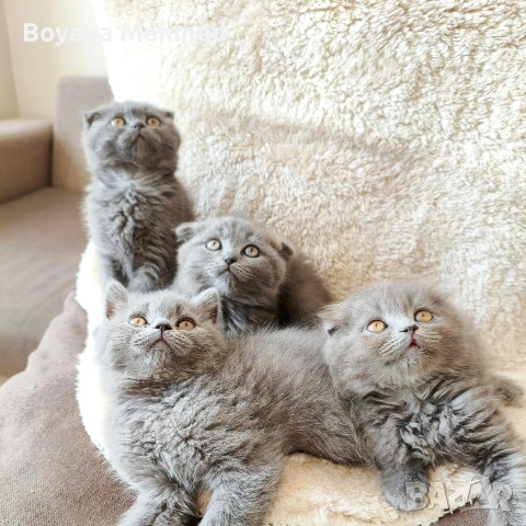 Британски и шотлански котена