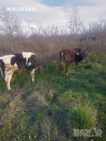 мъжко и женско 