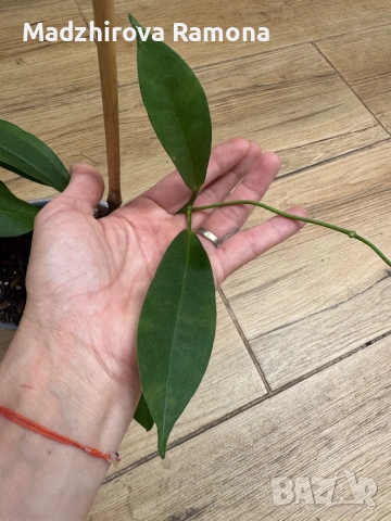Hoya Хоя Lucida 