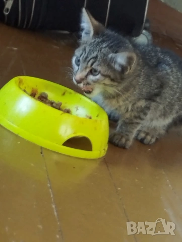 Подарявам котета 