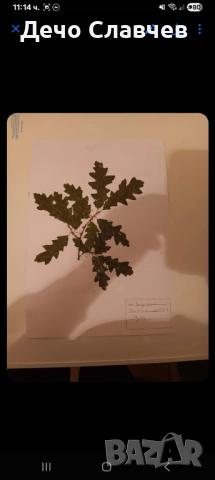 Хербарии за ЛТУ или друг университет , снимка 4 - Ученически пособия, канцеларски материали - 54224038