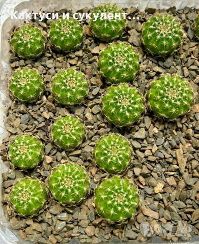 Кактуси вид Lobivia Hybrid , снимка 2 - Градински цветя и растения - 54593893
