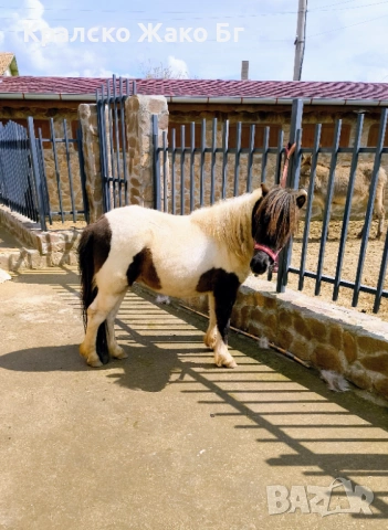 Шотландско пони, снимка 4 - Други животни - 54039704