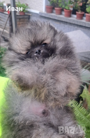 Померан, снимка 3 - Померан - 54050147