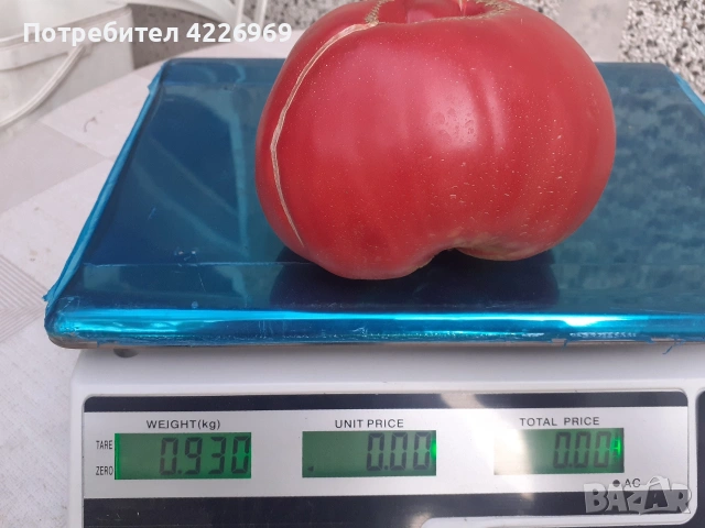 Розови домати , снимка 7 - Разсади - 54441756