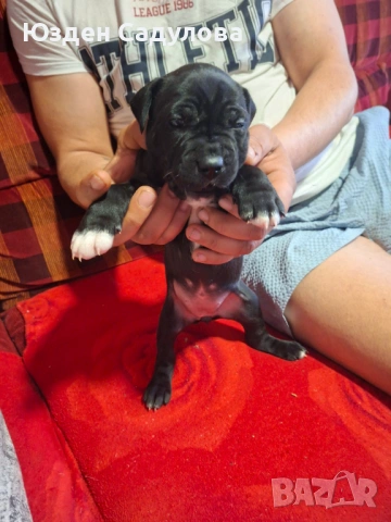 Питбул бебета, снимка 8 - Питбул - 54087165