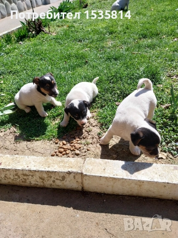 Джак ръсел, снимка 3 - Други - 53955877