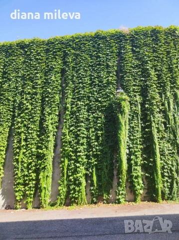 Дива лоза (Parthenocissus quinquefolia), снимка 4 - Градински цветя и растения - 54905860