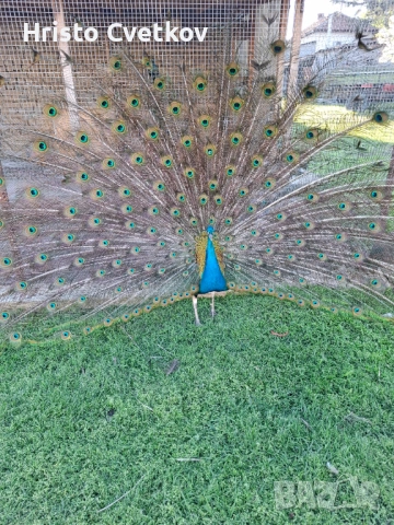 Яйца от пауни