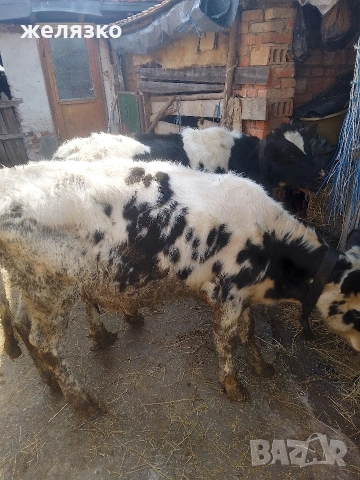 женски телета , снимка 2 - Крави - 53981729