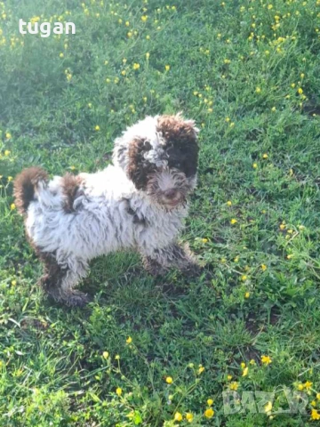 Бебета Лагото Романьоло / Lagotto Romagnolo, снимка 3 - Други - 54303243
