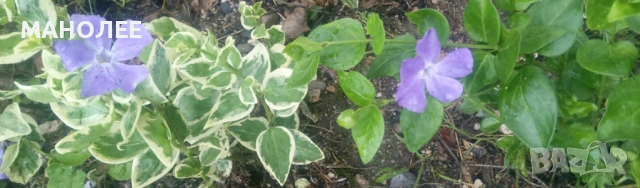 👉🪴🪻🌷🌺Винка - 2 вида🍀🌺, снимка 3 - Градински цветя и растения - 52973397