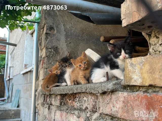 Подарявам малки котенца