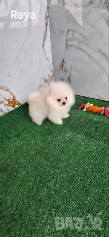 Померани със и без родословие