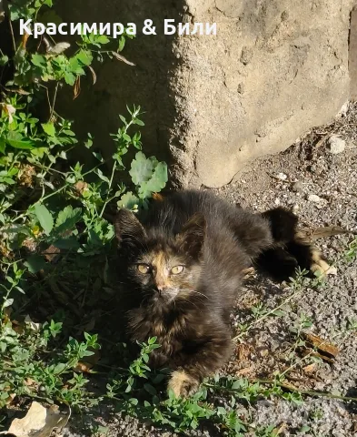 Търсим дом на това слънчице, снимка 2 - Други - 55449005