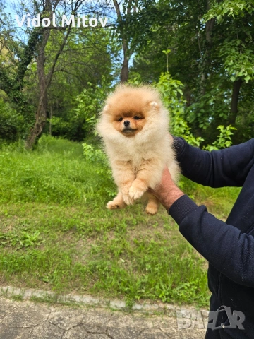 Мини Померан момче 