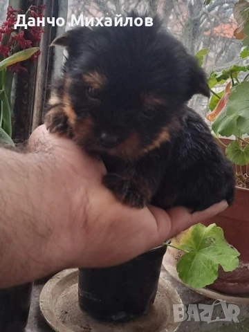 малки мини йоркита , снимка 2 - Йоркширски териер - 54030812