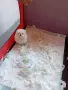 Померани. Бяло момче и момиче, снимка 8
