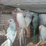 Различни видове птици , снимка 8