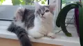 Женско коте Мейн кун, снимка 7