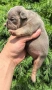 Френски булдог/French Bulldog , снимка 7