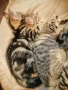 Прекрасни домашни котенца, снимка 2