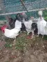 Продавам млади и много красиви петли. , снимка 4