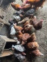 Продавам кокошки 3€ бр., снимка 1
