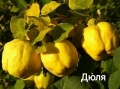 Продавам плодни дръвчета - круши, сливи, ябълки, вишни и дюли, снимка 3