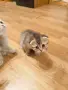 🐾 Чистокръвни котенца Scottish Fold – Golden & Silver 🐾, снимка 11